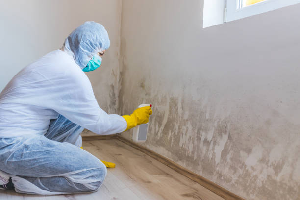 Licensed Mold Inspection service in Frankfort, KY - WQB Mold Removal