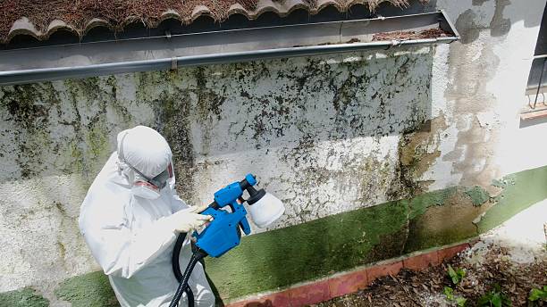Top rated local Mold Inspection specialists in Frankfort, KY